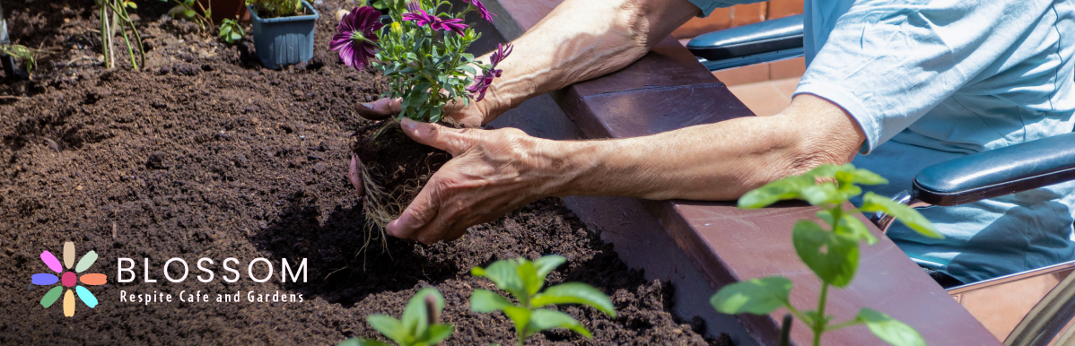 elder woman in a wheel chair plants a flower bush in a raised garden
